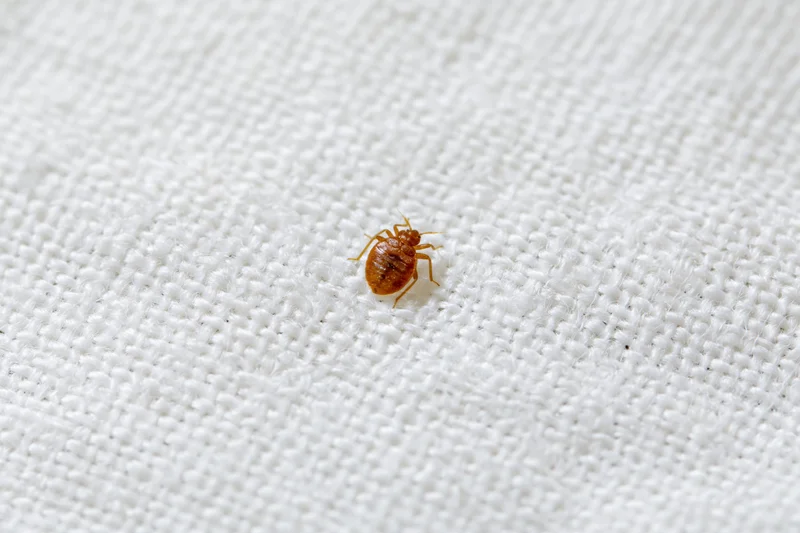 Bed bug crawling on white cotton fabric in extreme closeup
