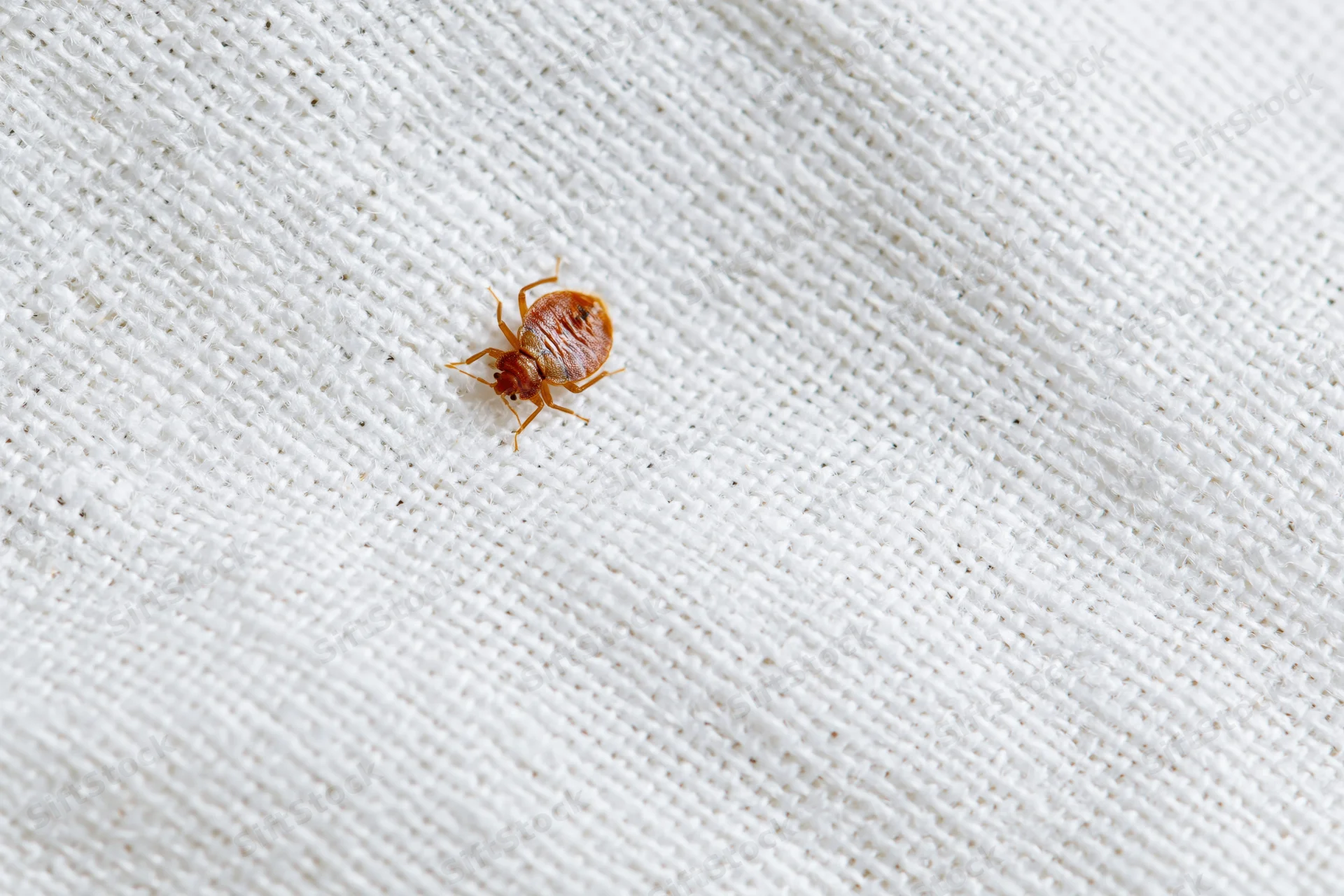 Bed bug crawling on white cotton fabric in extreme closeup