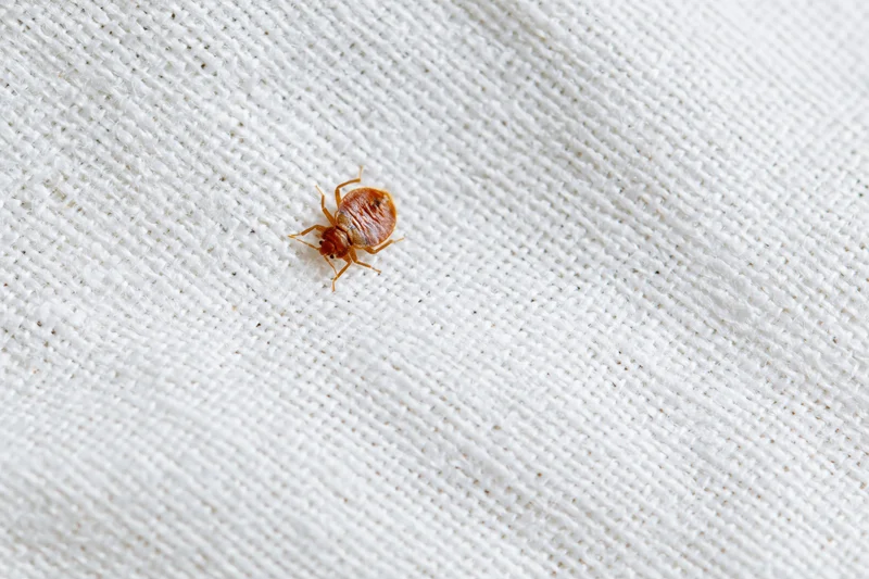 Bed bug crawling on white cotton fabric in extreme closeup