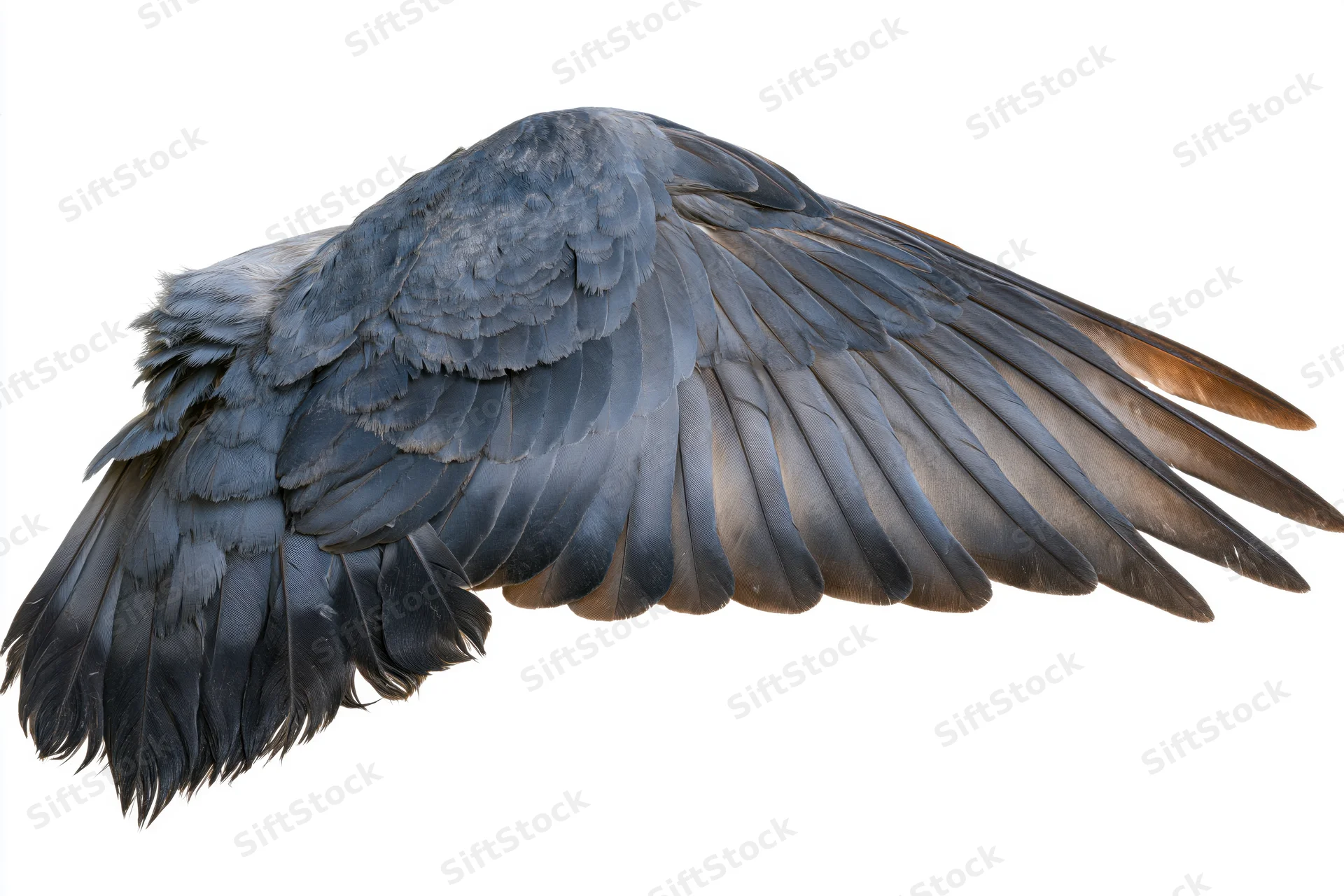 Bird wing laid flat showing layered feathers on white background