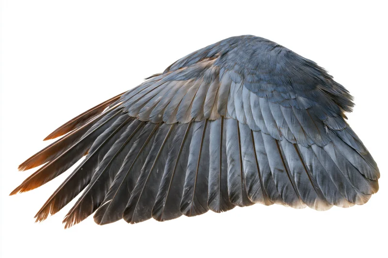 Bird wing laid flat showing layered feathers on white background