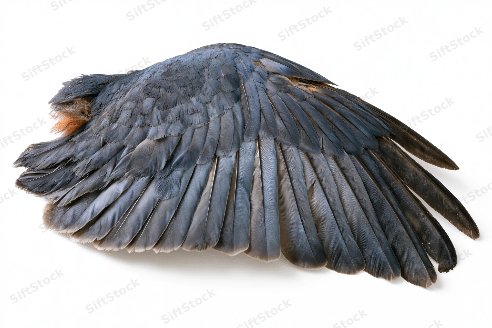 A detached bird wing laid flat showing layered flight feathers on a white background