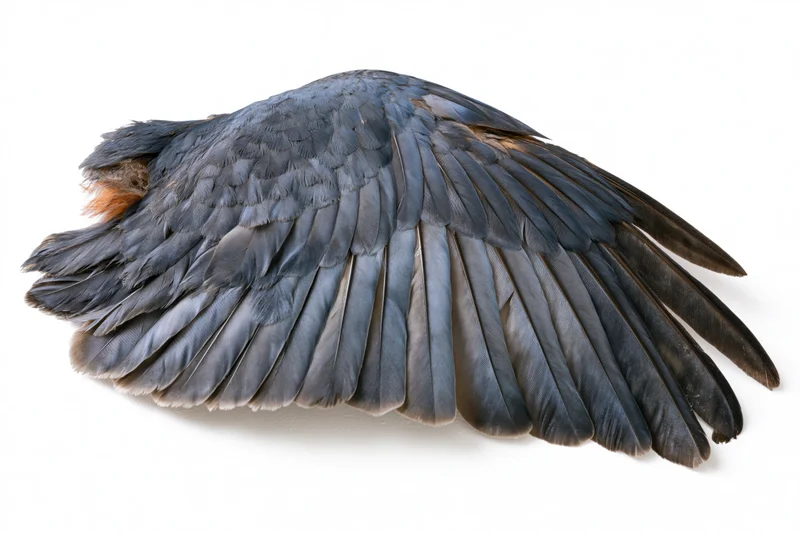 A detached bird wing laid flat showing layered flight feathers on a white background