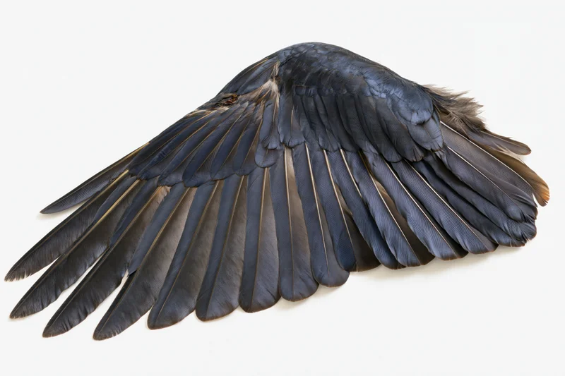Single bird wing laid flat showing layered flight feathers on white background