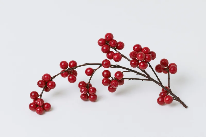 Holly branch with glossy red berries arranged on white background