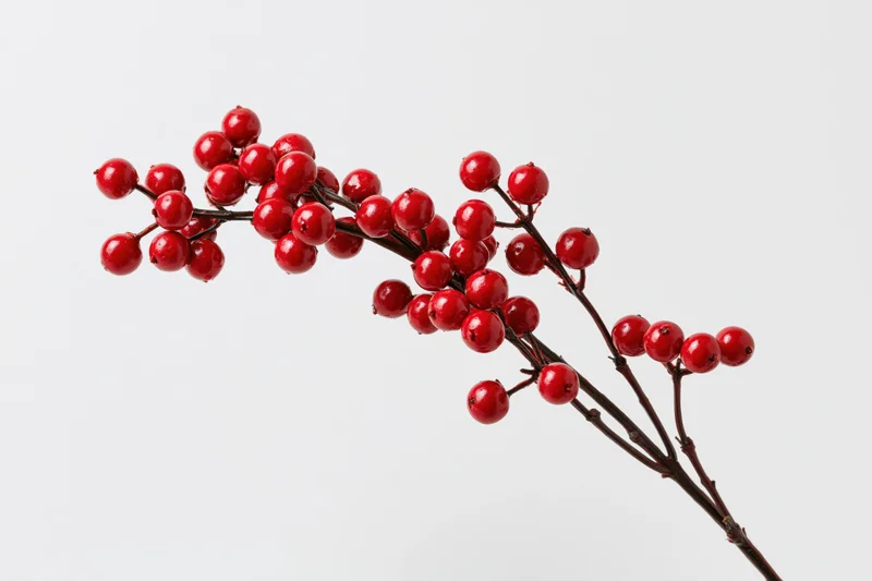 Holly branch with glossy red berries against white background