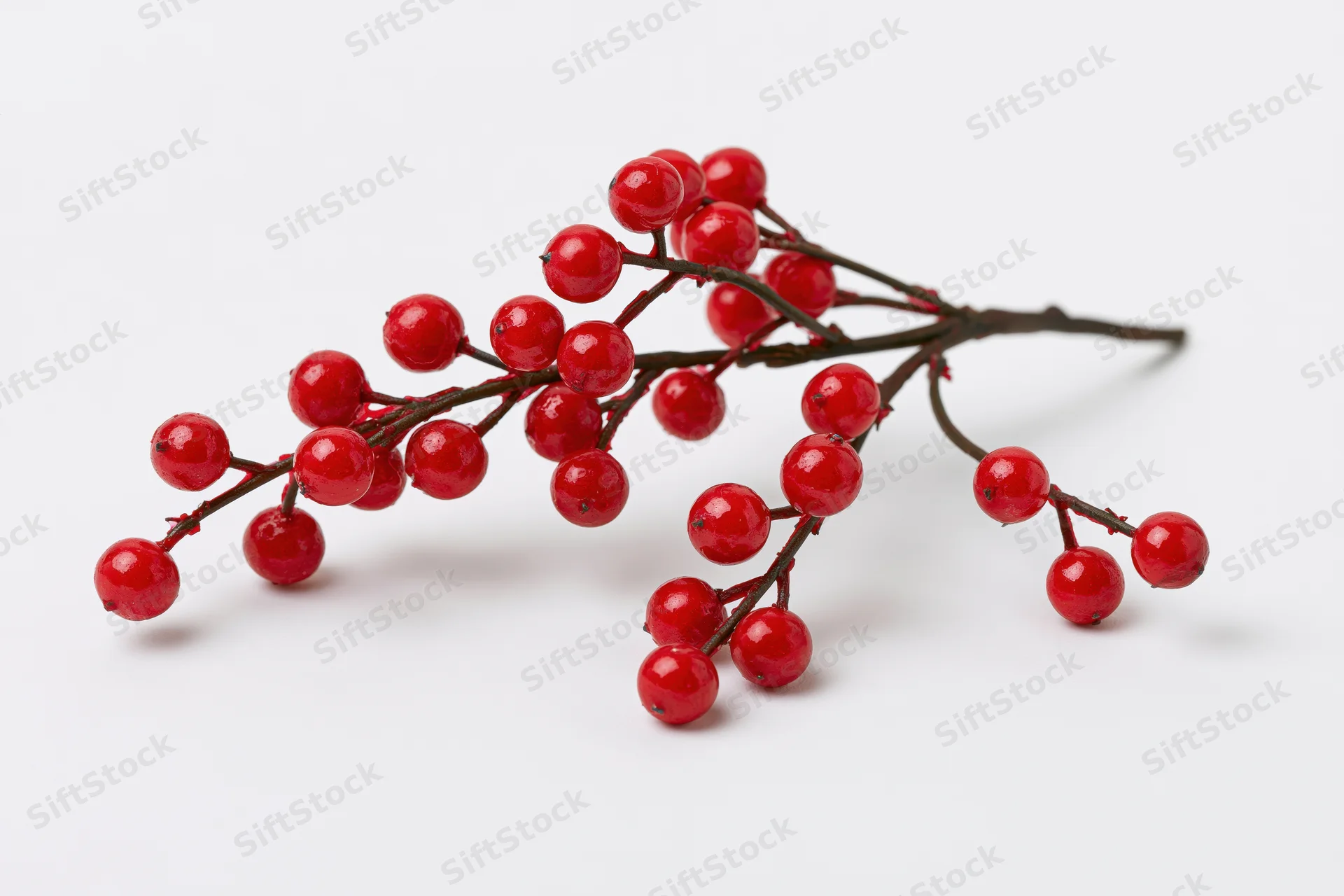 Holly branch with glossy red berries on white background