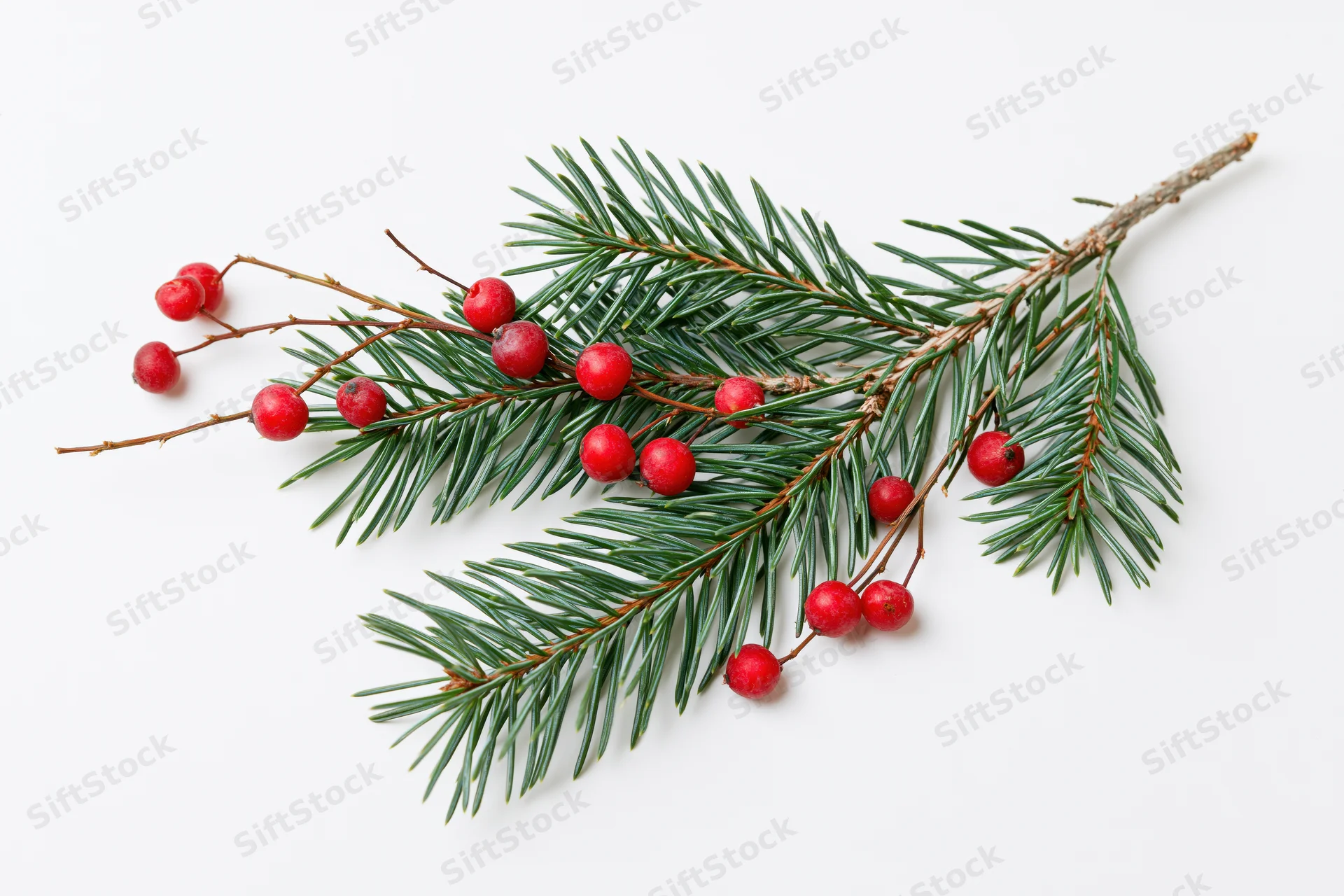 Pine branch with red berries on white background
