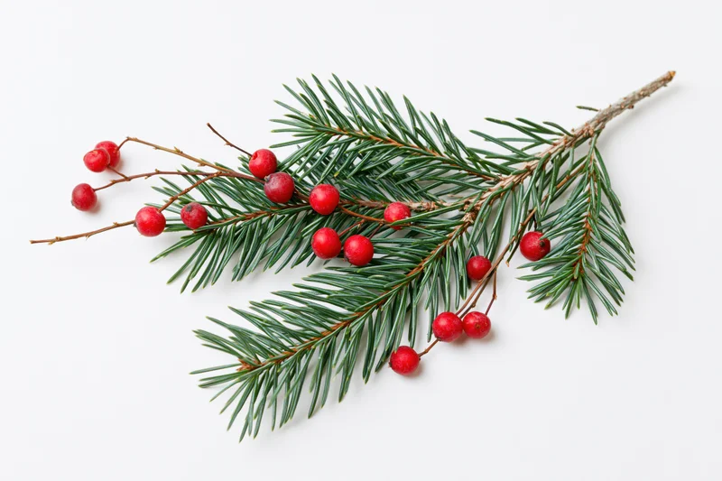 Pine branch with red berries on white background