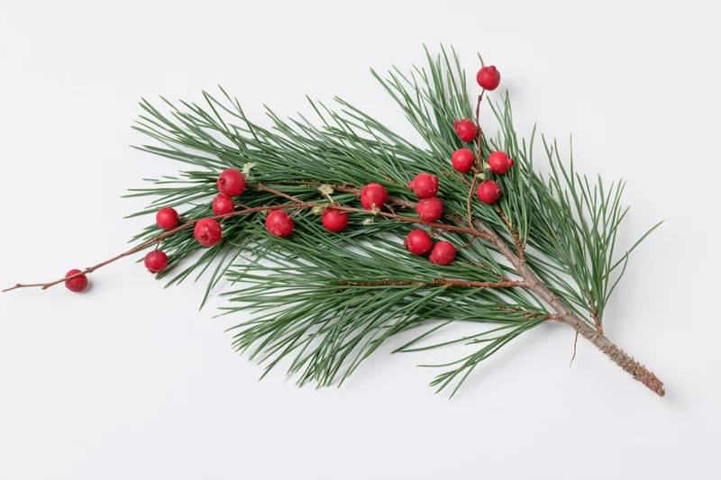 Pine branch with red berries lying flat on white surface