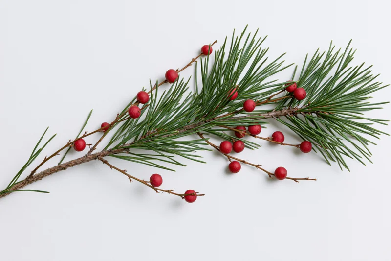 Pine branch with red berries lying flat on white surface