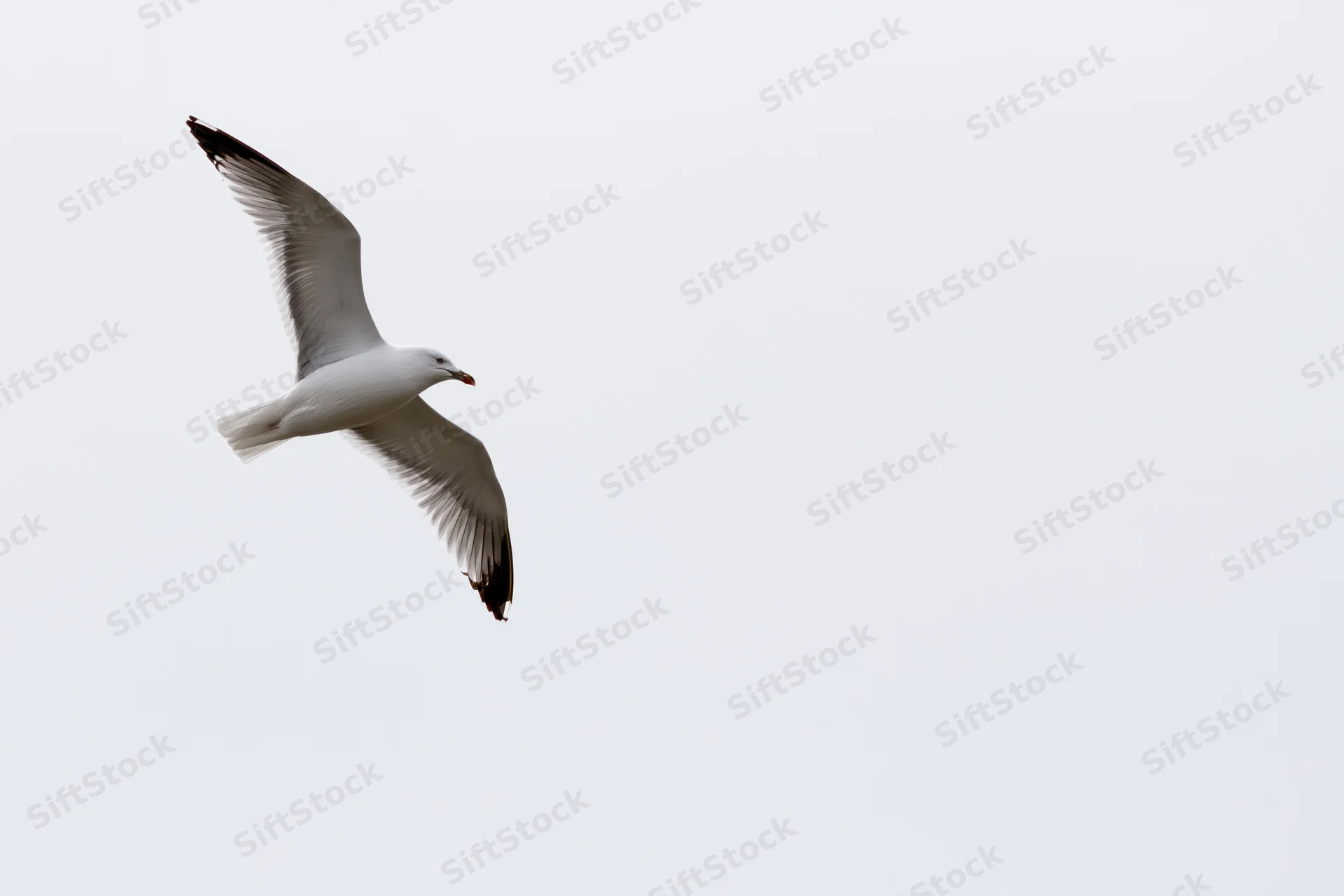 Seagull in mid-flight with wings fully spread against a gray sky