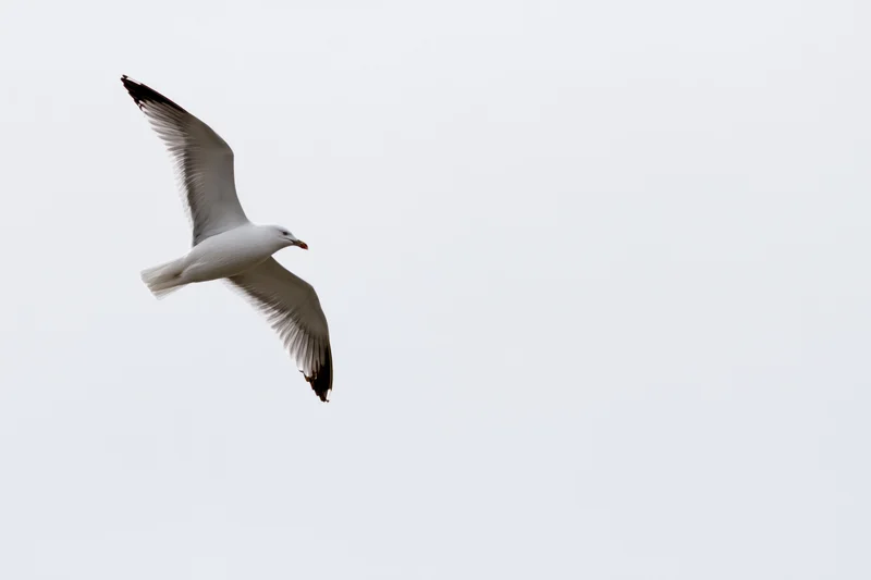 Seagull in mid-flight with wings fully spread against a gray sky