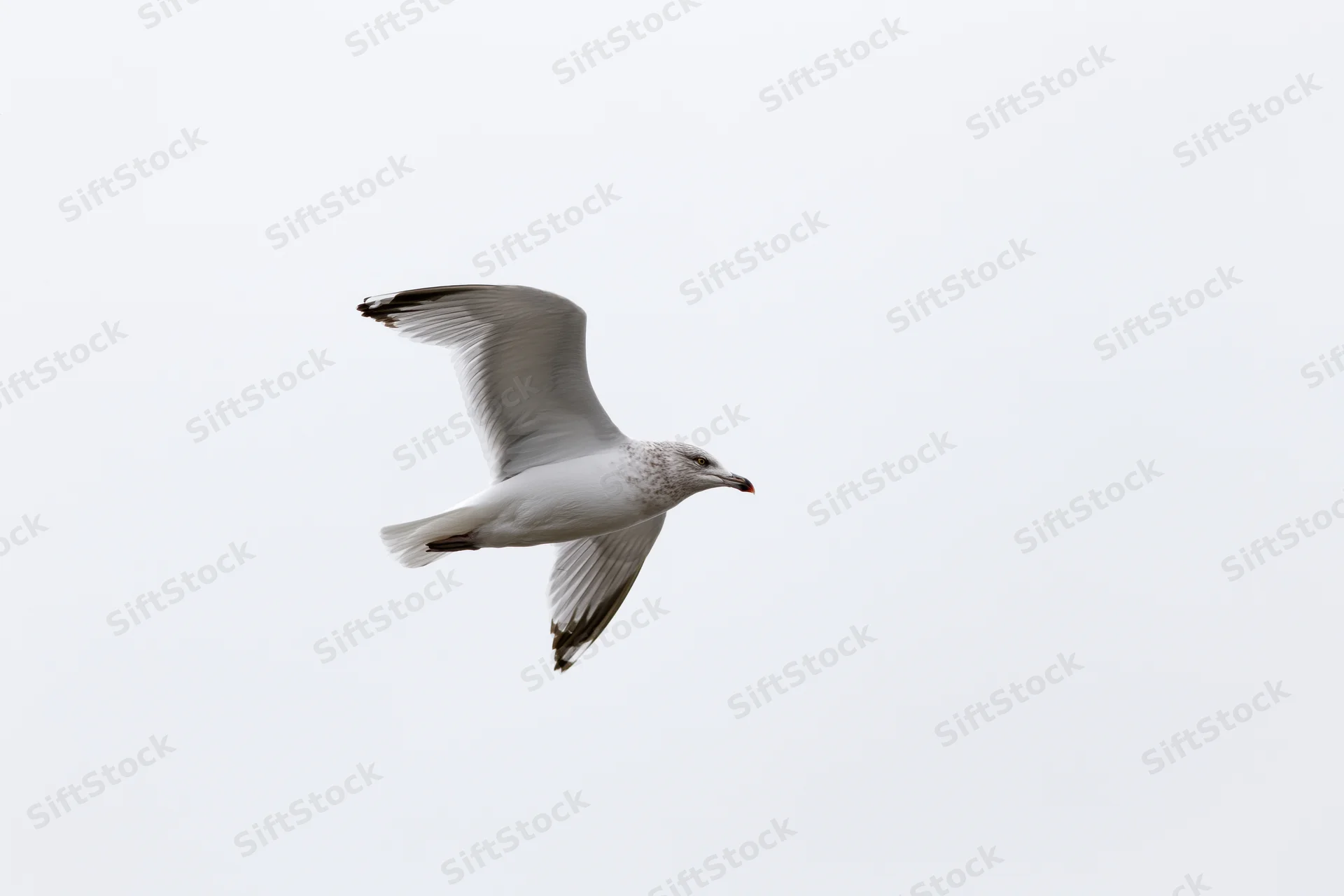 Seagull in mid-flight with wings spread against a white sky