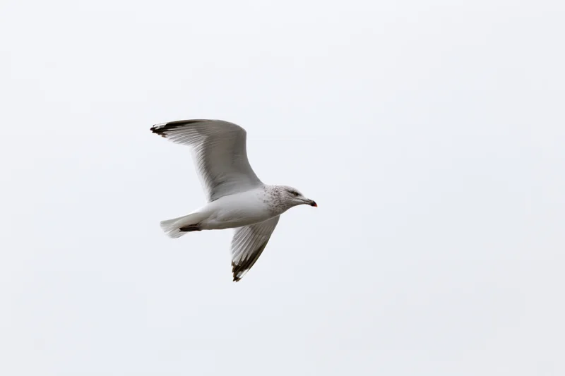 Seagull in mid-flight with wings spread against a white sky