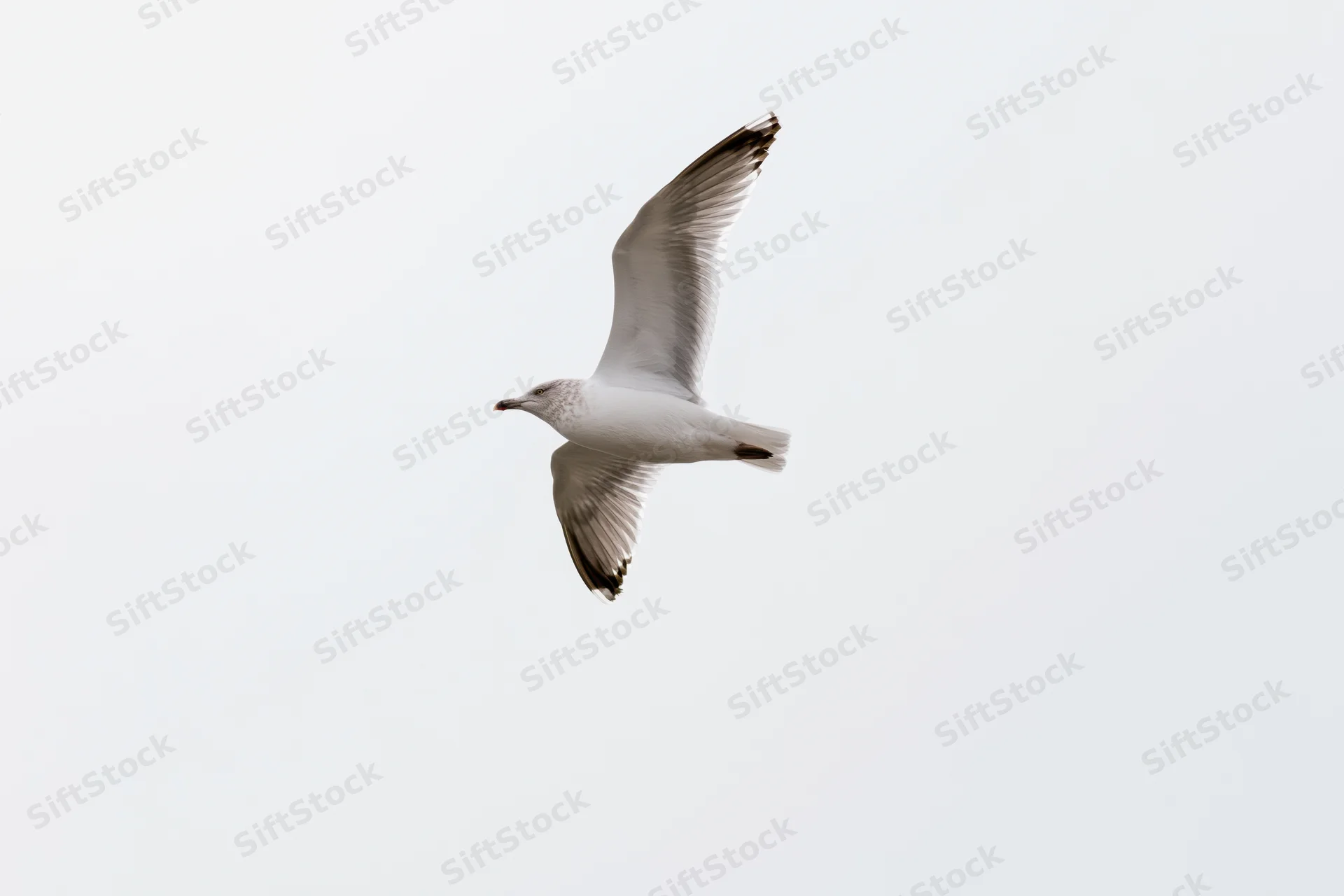 Seagull in mid-flight with wings fully spread against a pale sky