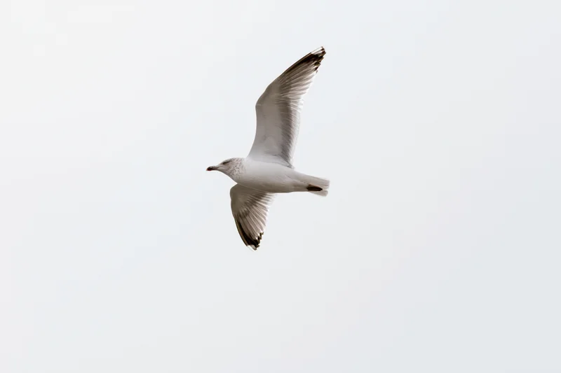 Seagull in mid-flight with wings fully spread against a pale sky