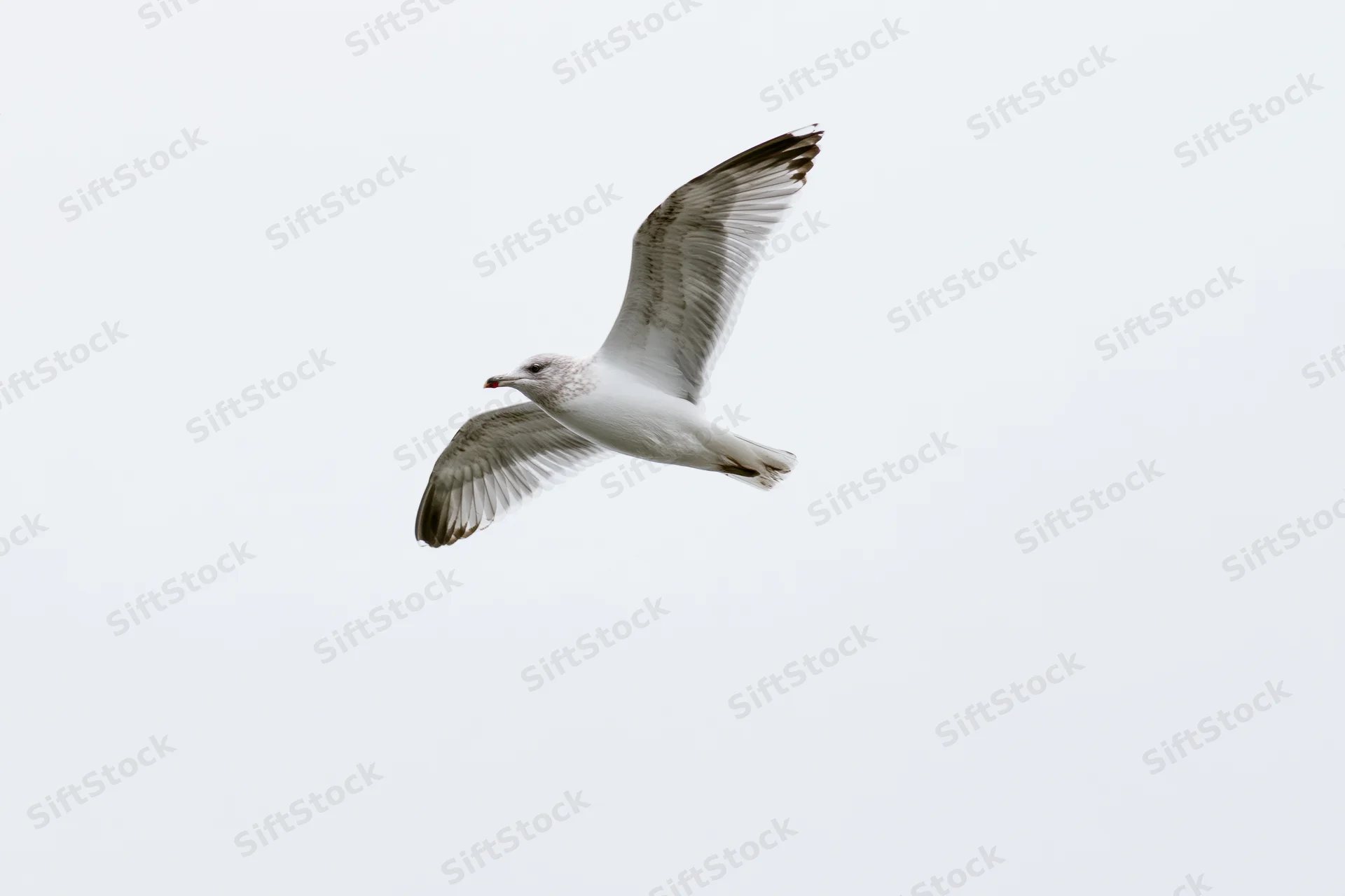 Seagull in mid-flight with wings fully spread against a white sky