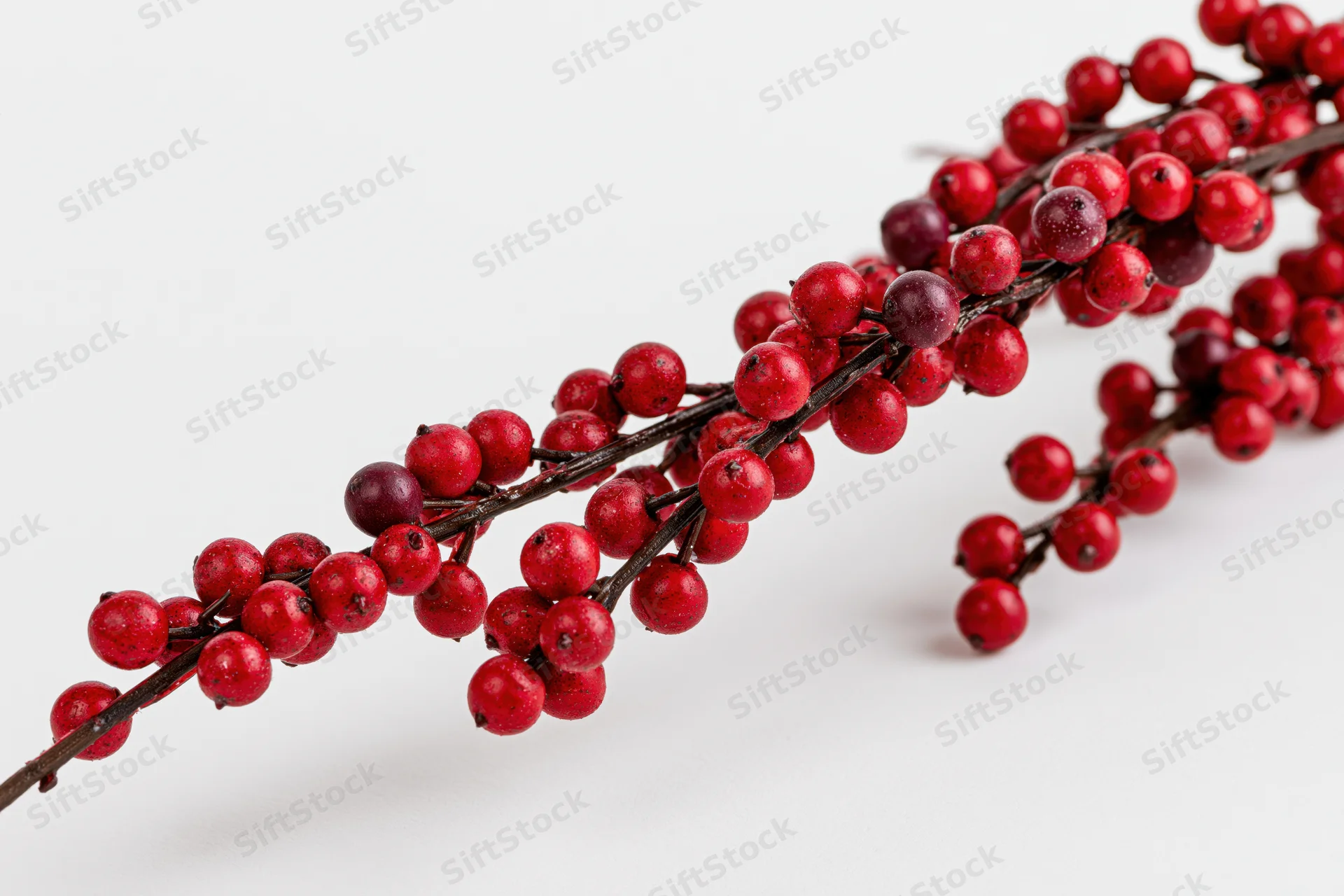Winterberry holly branch with dense red berries on white background