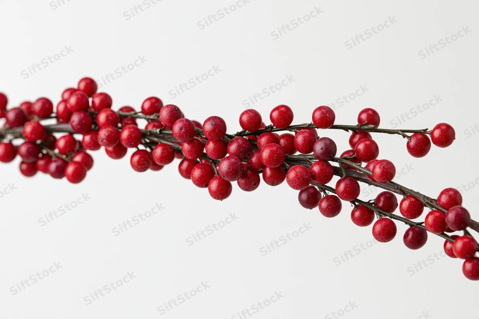 A winterberry holly branch with dense red berries against a white background