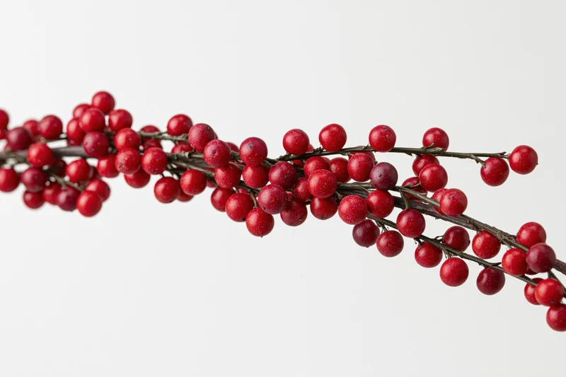 A winterberry holly branch with dense red berries against a white background