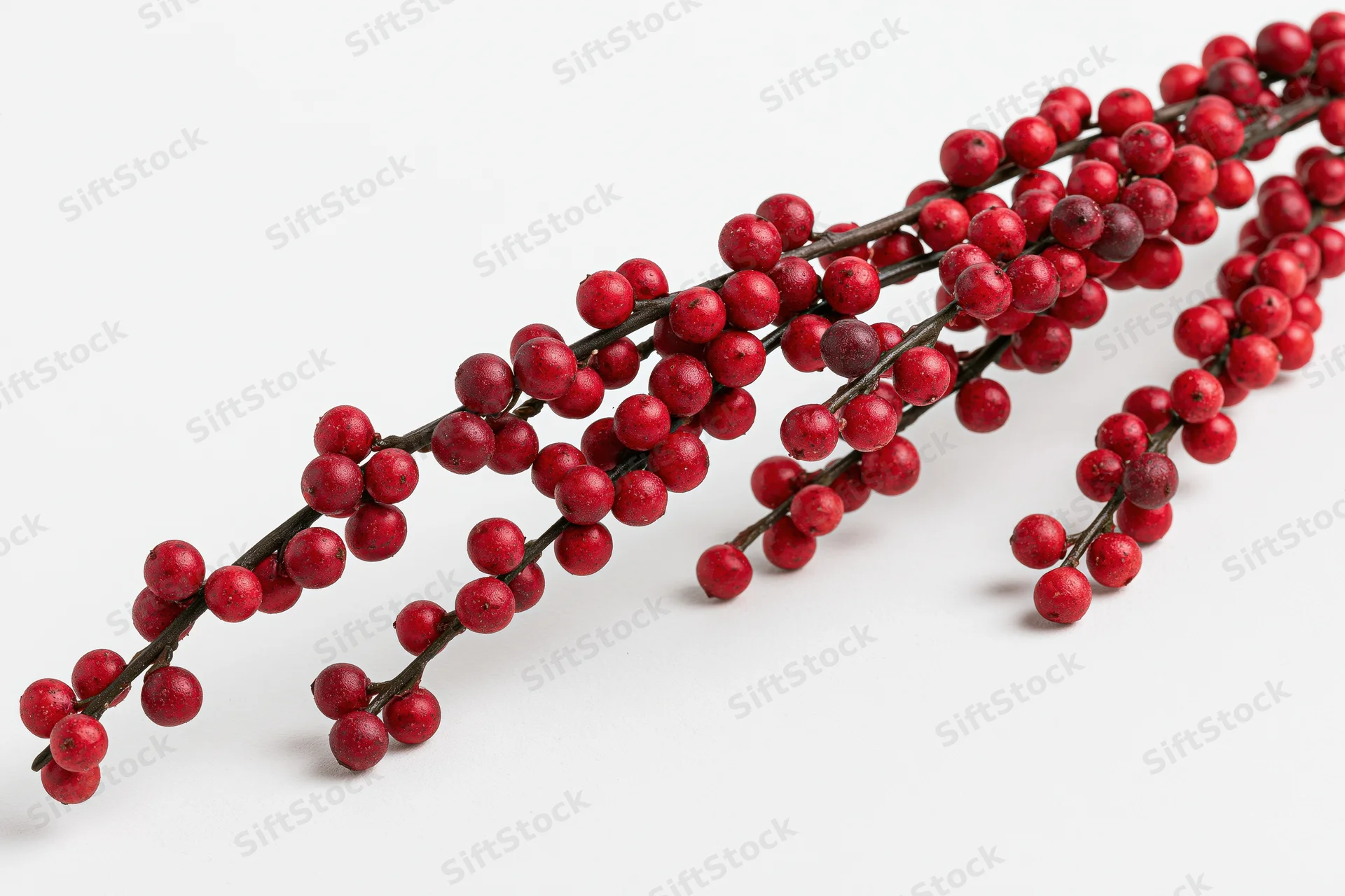 Winterberry holly branch with dense red berries on white background