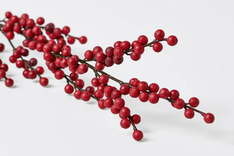 Winterberry holly branch with red berries on white background