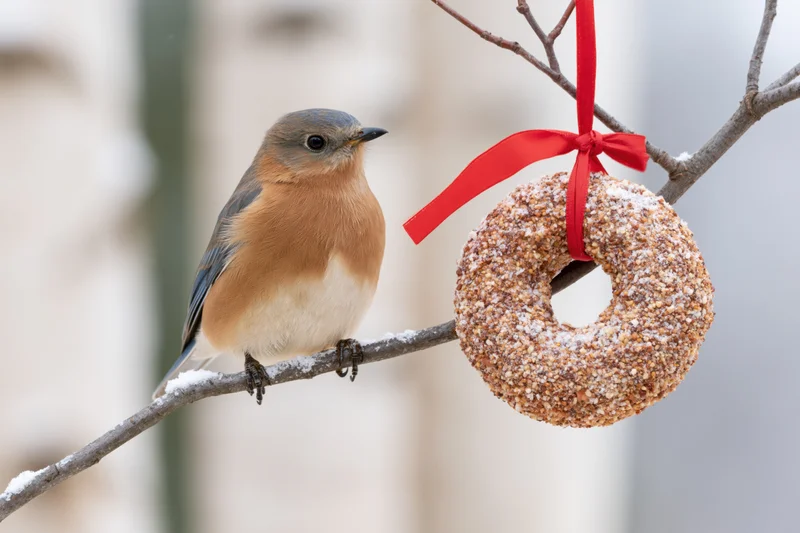 Eastern bluebird perched on snow-dusted branch beside a suet donut feeder with red ribbon