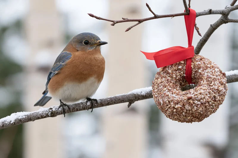 Eastern bluebird perched on snow-dusted branch beside hanging suet doughnut feeder in winter garden