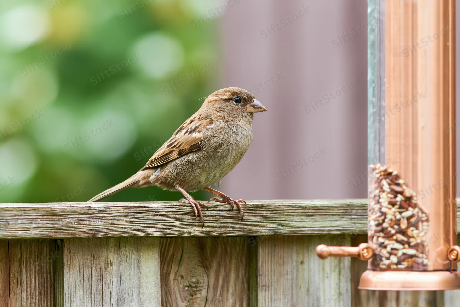 Sparrow perching on wooden fence beside copper bird feeder in garden