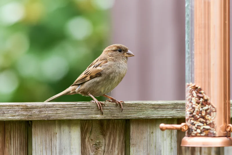 Sparrow perching on wooden fence beside copper bird feeder in garden