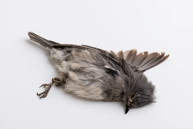 Dead small songbird lying on its side on plain white surface