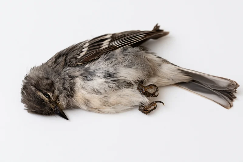 Dead songbird lying on its side on a plain white surface