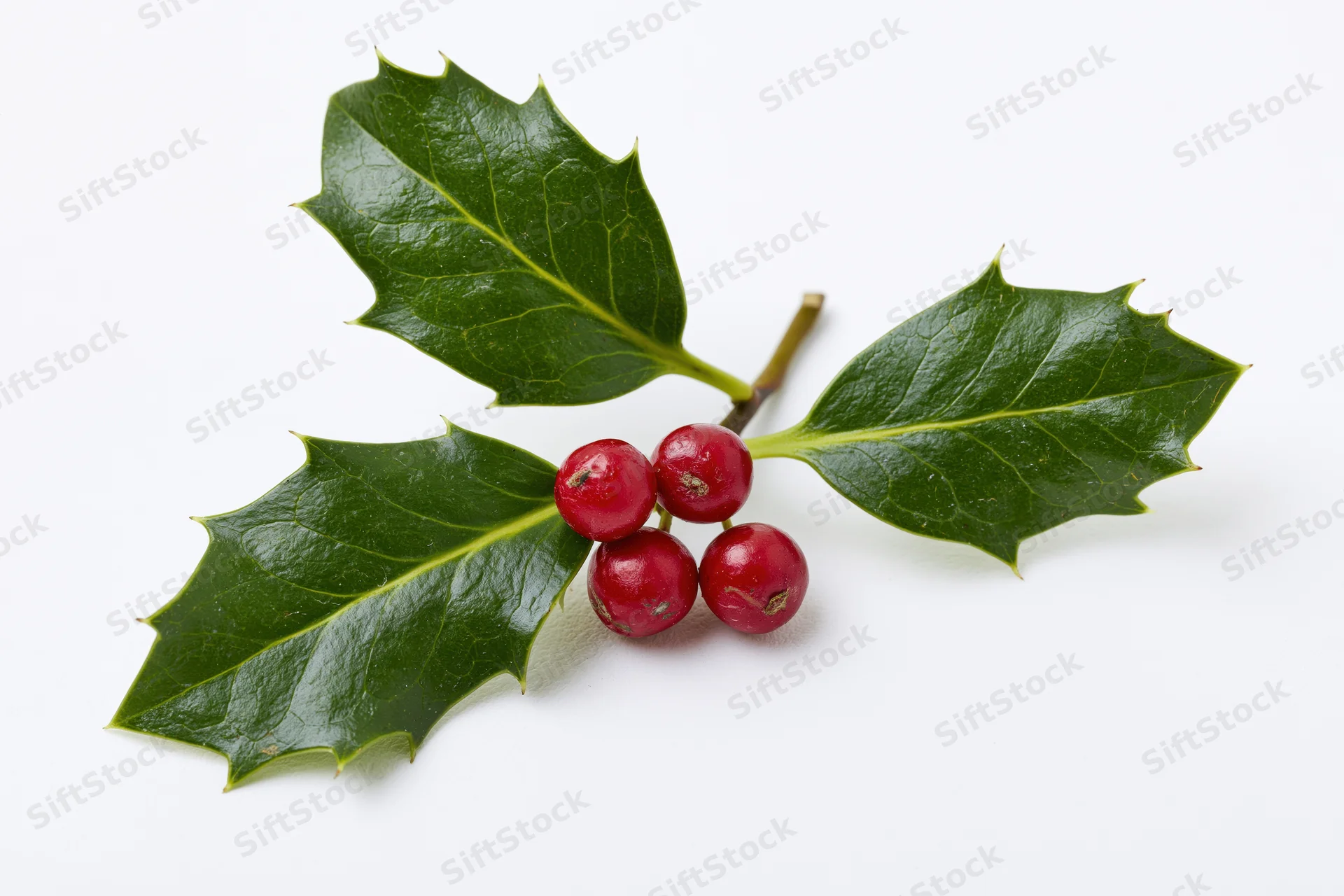 Holly sprig with red berries and green leaves on white background