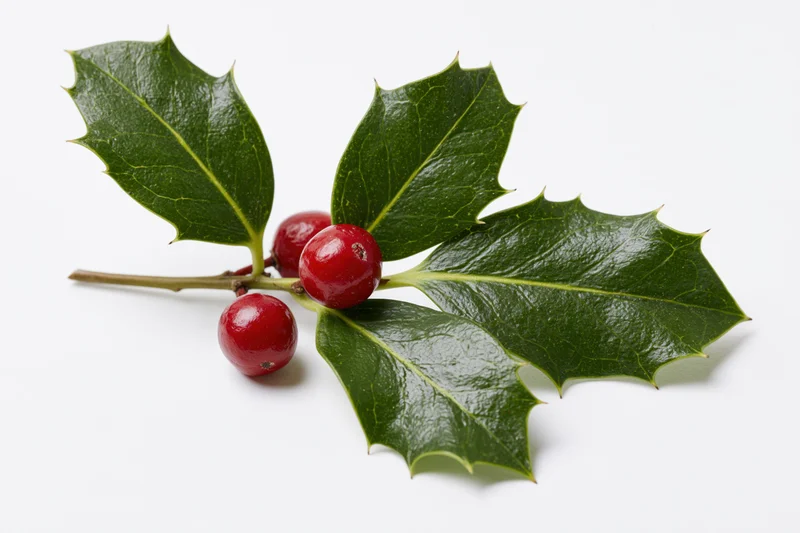 Holly sprig with red berries and green leaves on white background