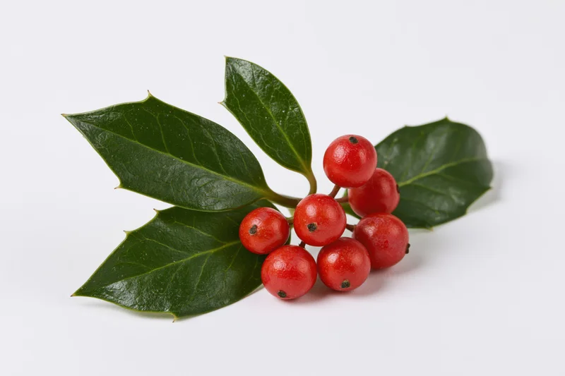 Holly sprig with red berries and dark green leaves on white background