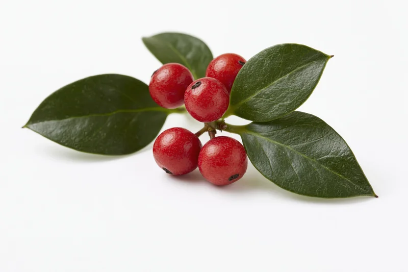 Holly sprig with red berries and dark green leaves on white background