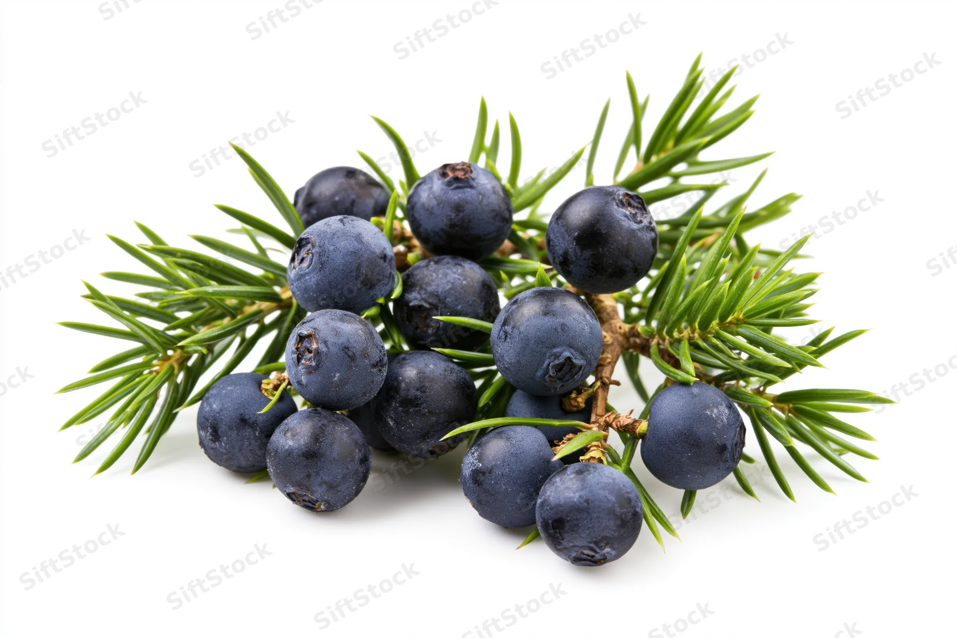 Juniper branch with dark blue berries and green needles on white background