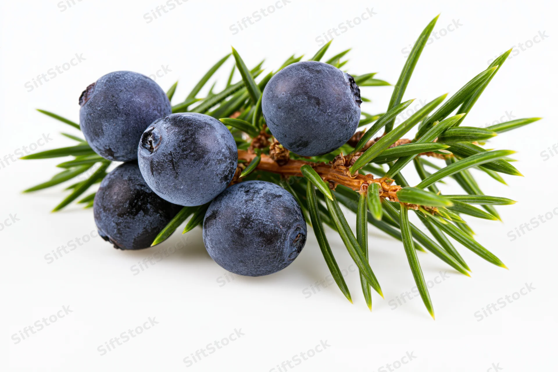 Juniper branch with five dark blue berries and green needles on white background