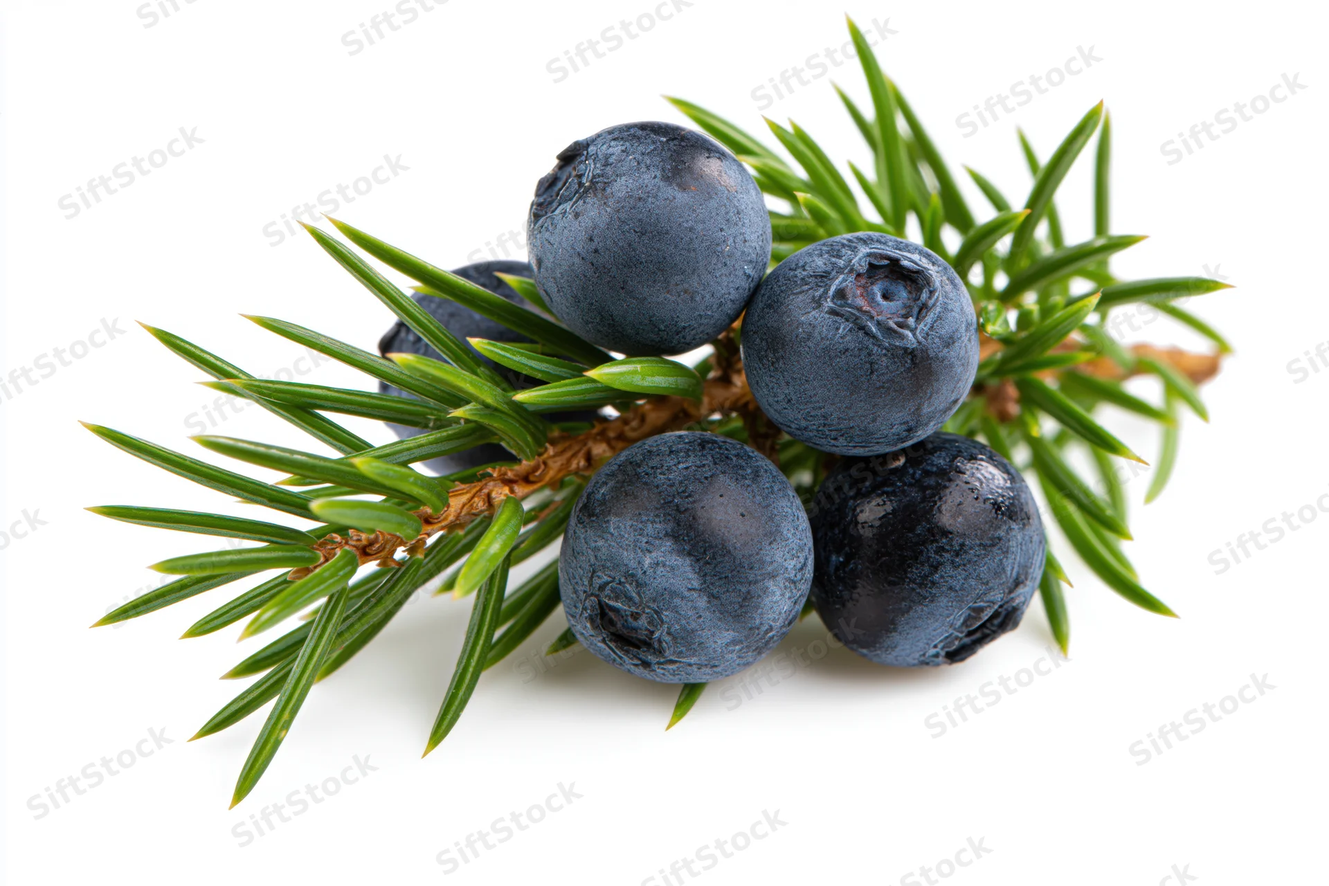 Juniper branch with five ripe dark blue berries on white background