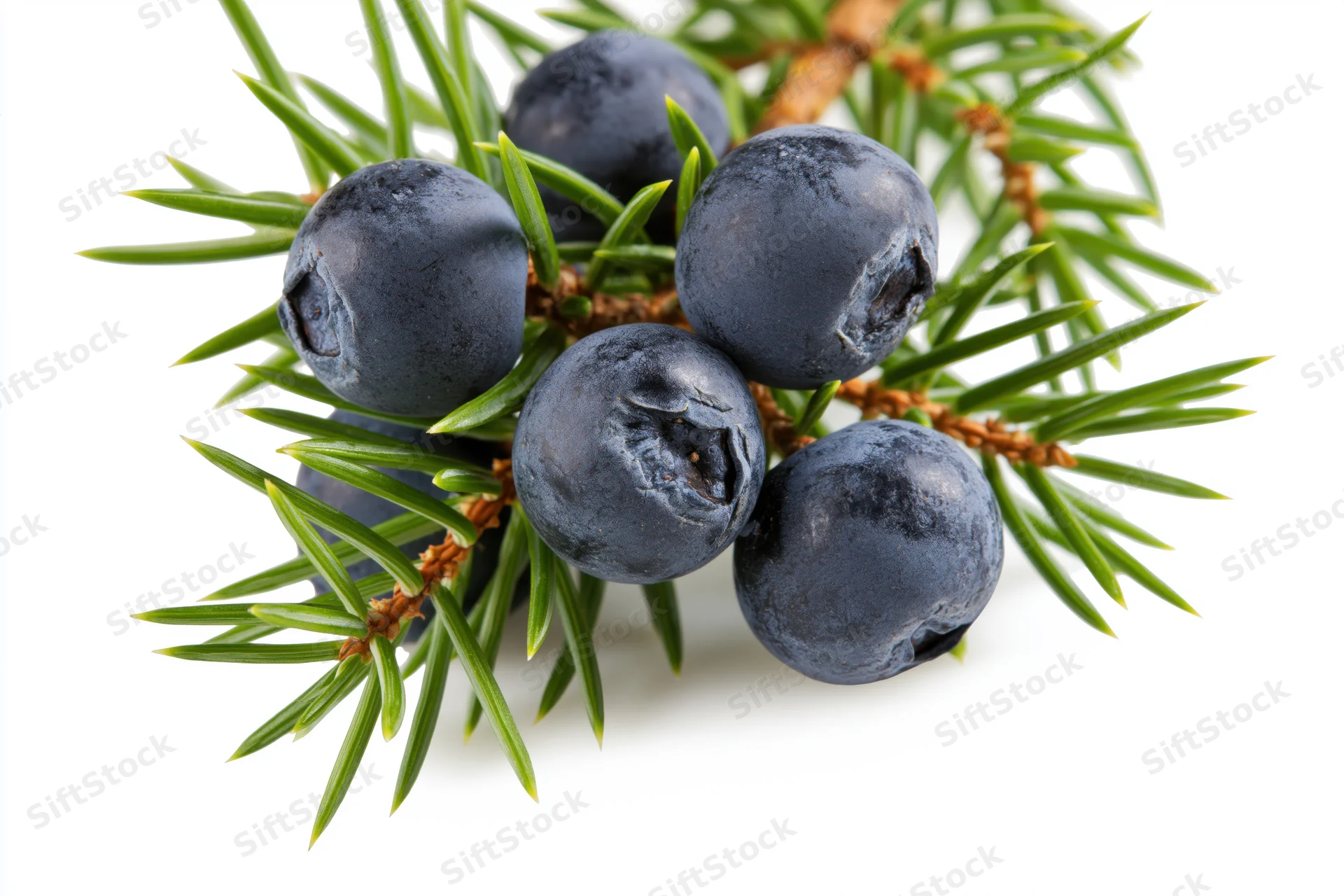 Ripe juniper berries on a green needle branch isolated on white
