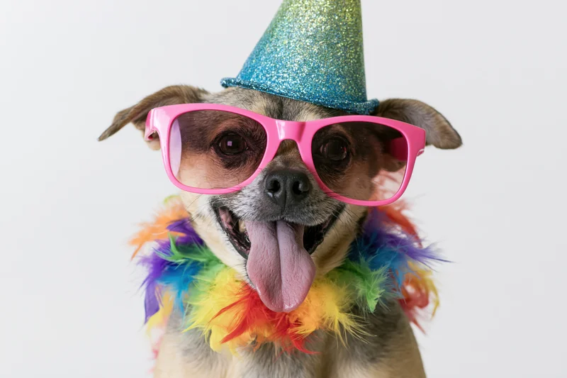 Small mixed-breed dog wearing pink sunglasses and party hat with feather boa, tongue out, in studio setting