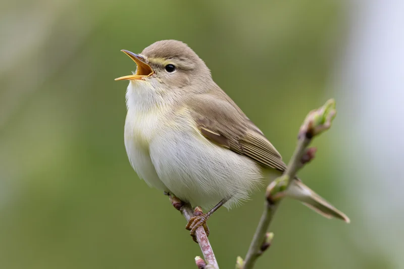 Willow warbler singing perched on a budding branch in spring woodland