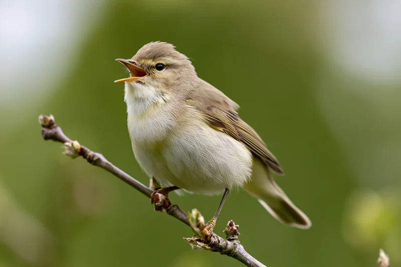 Willow warbler singing perched on a thin budding branch in spring woodland