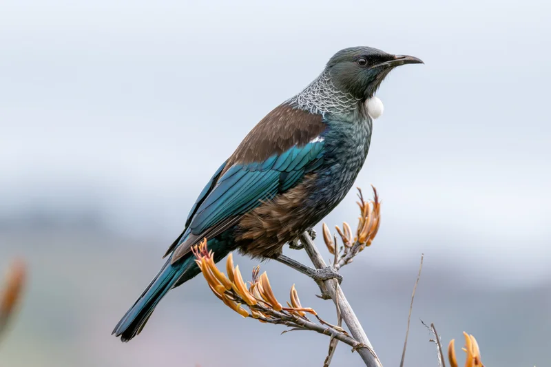 Tui bird perched sideways on a flax stem with orange-yellow buds in natural habitat