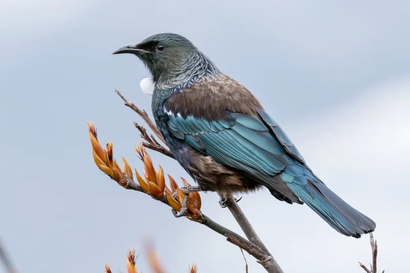 Tui bird perched sideways on a bare flax stem with orange-yellow buds against a blue sky