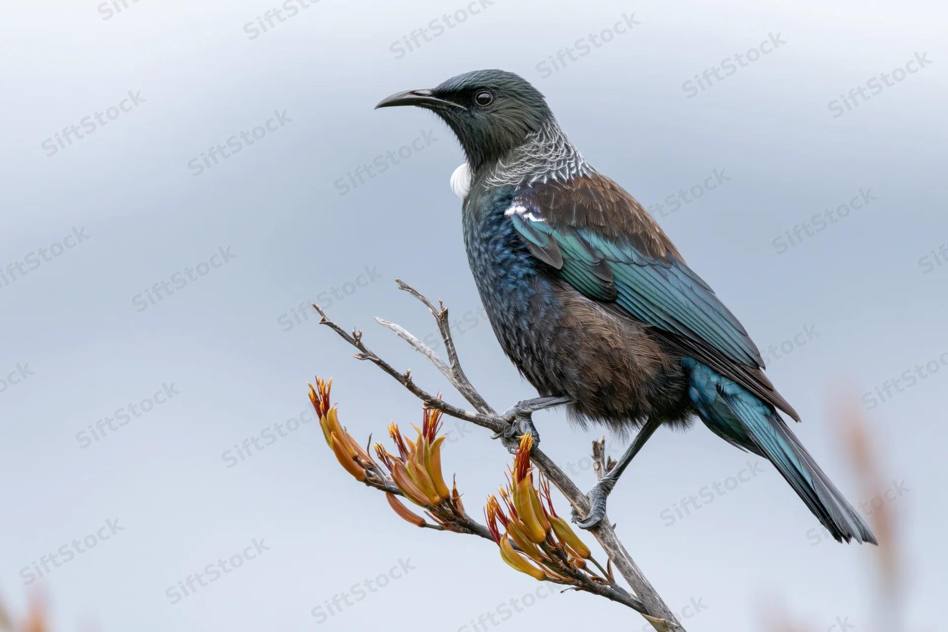 Tui bird perched sideways on a bare flax stem with orange-yellow flowers against a gray sky