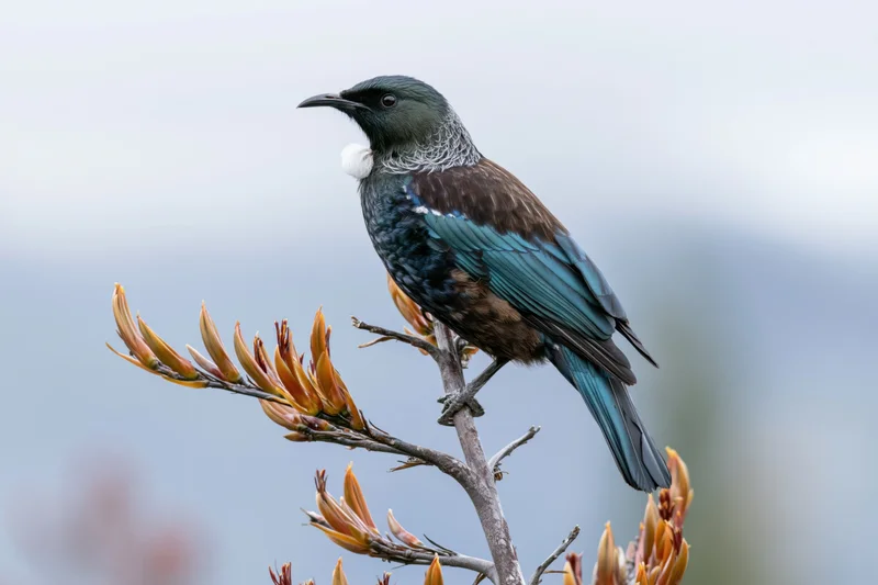Tui bird perched sideways on a bare flax stem with orange-yellow buds