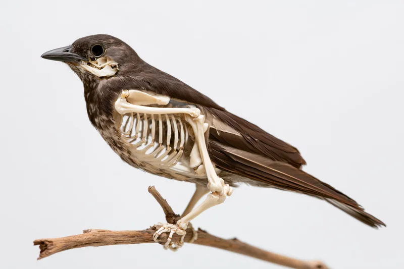 Taxidermied bird with exposed skeleton perched on a dry branch
