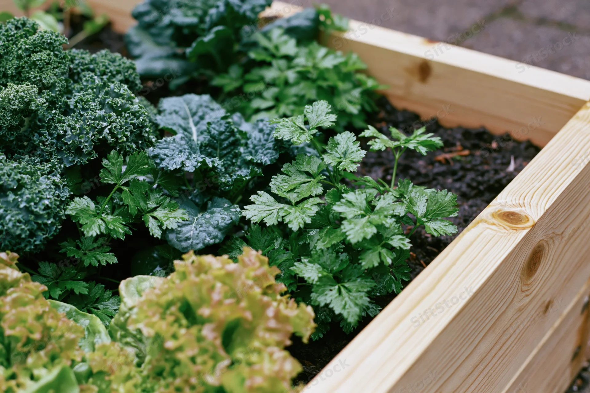 Wooden raised garden bed filled with kale, parsley and lettuce growing in soil